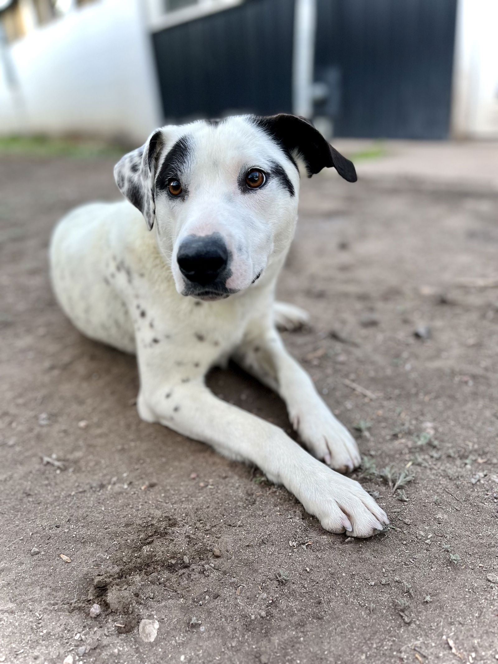 adoptable Dog in Laramie, WY named Sven (Please Foster Me!)