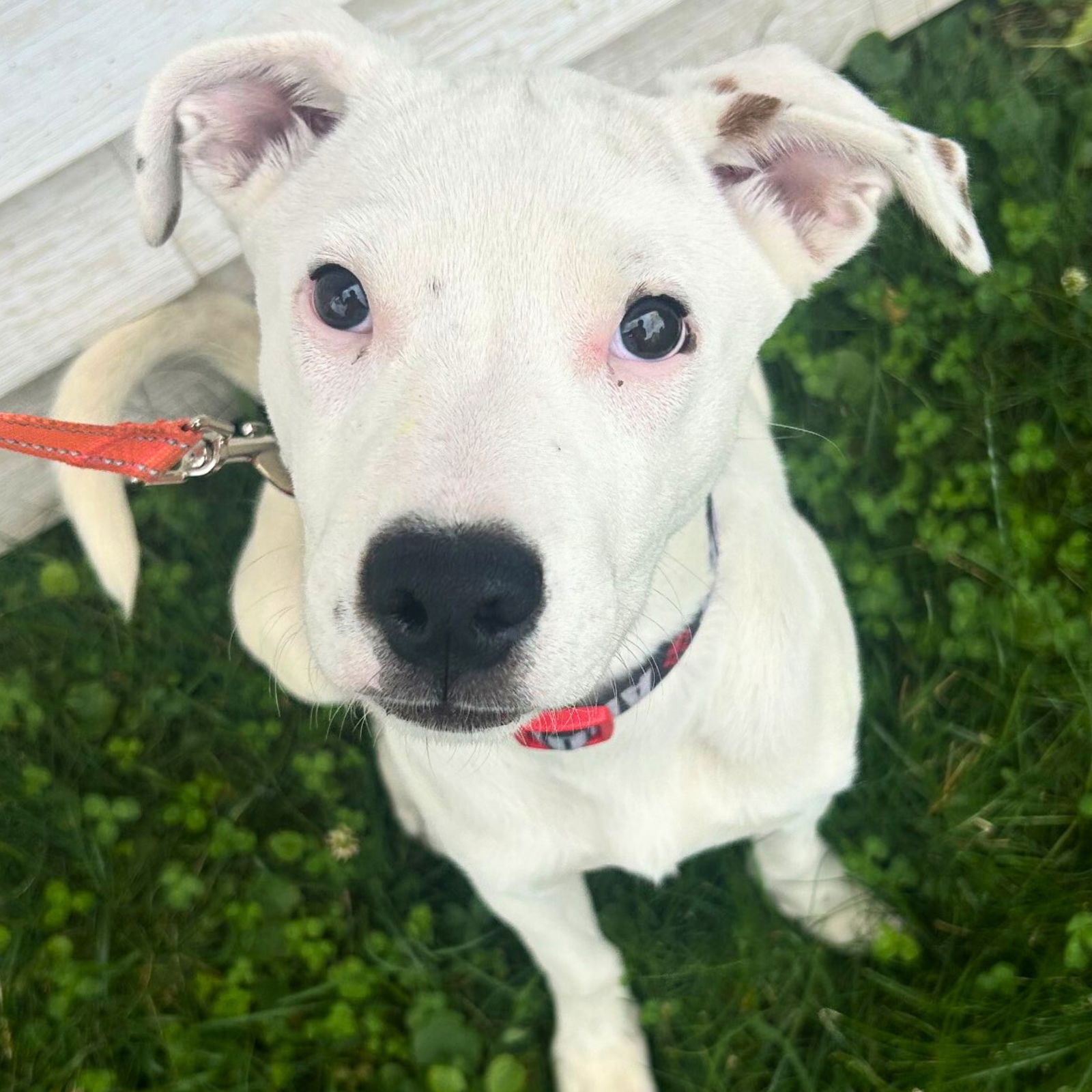 adoptable Dog in Laramie, WY named Blizzard