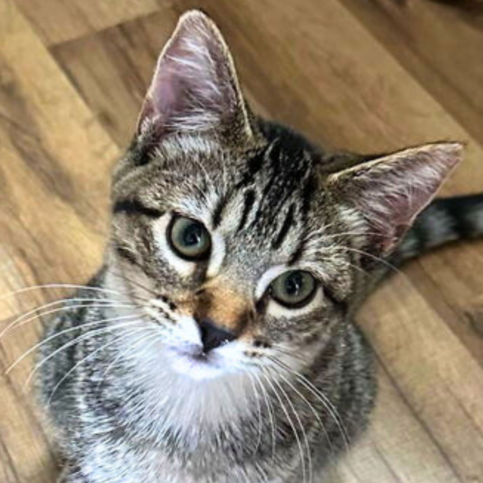 adoptable Cat in Laramie, WY named Maisie