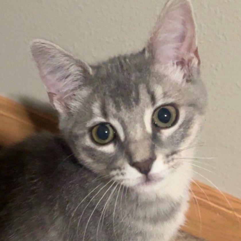 adoptable Cat in Laramie, WY named Daphne