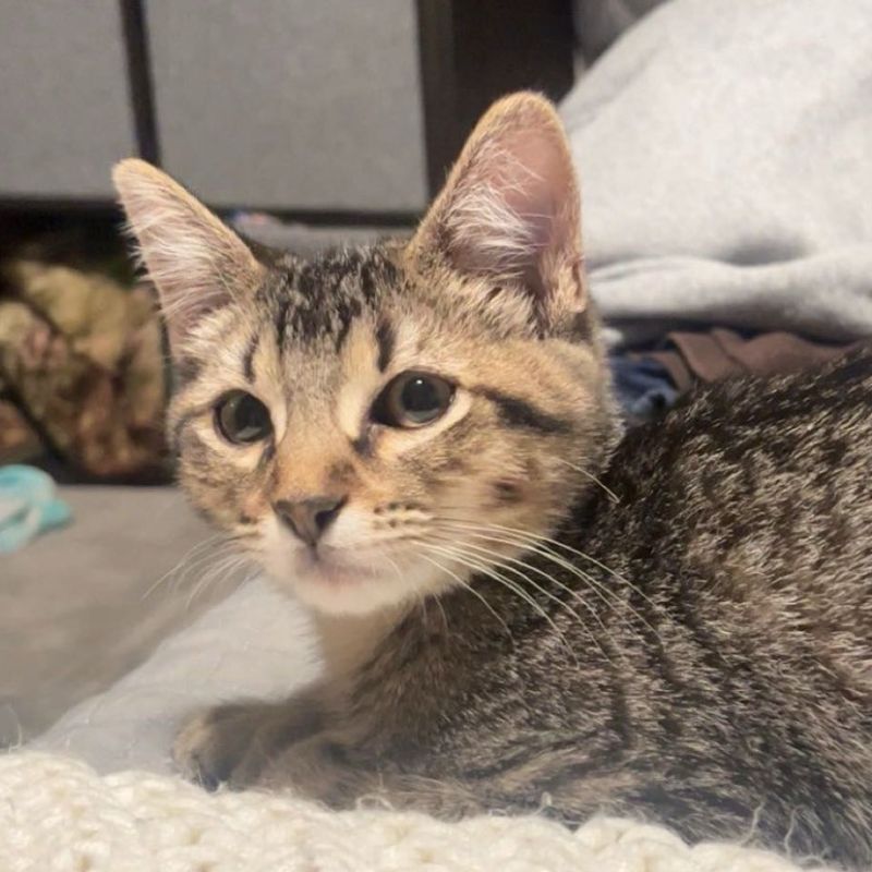 adoptable Cat in Laramie, WY named Dommy