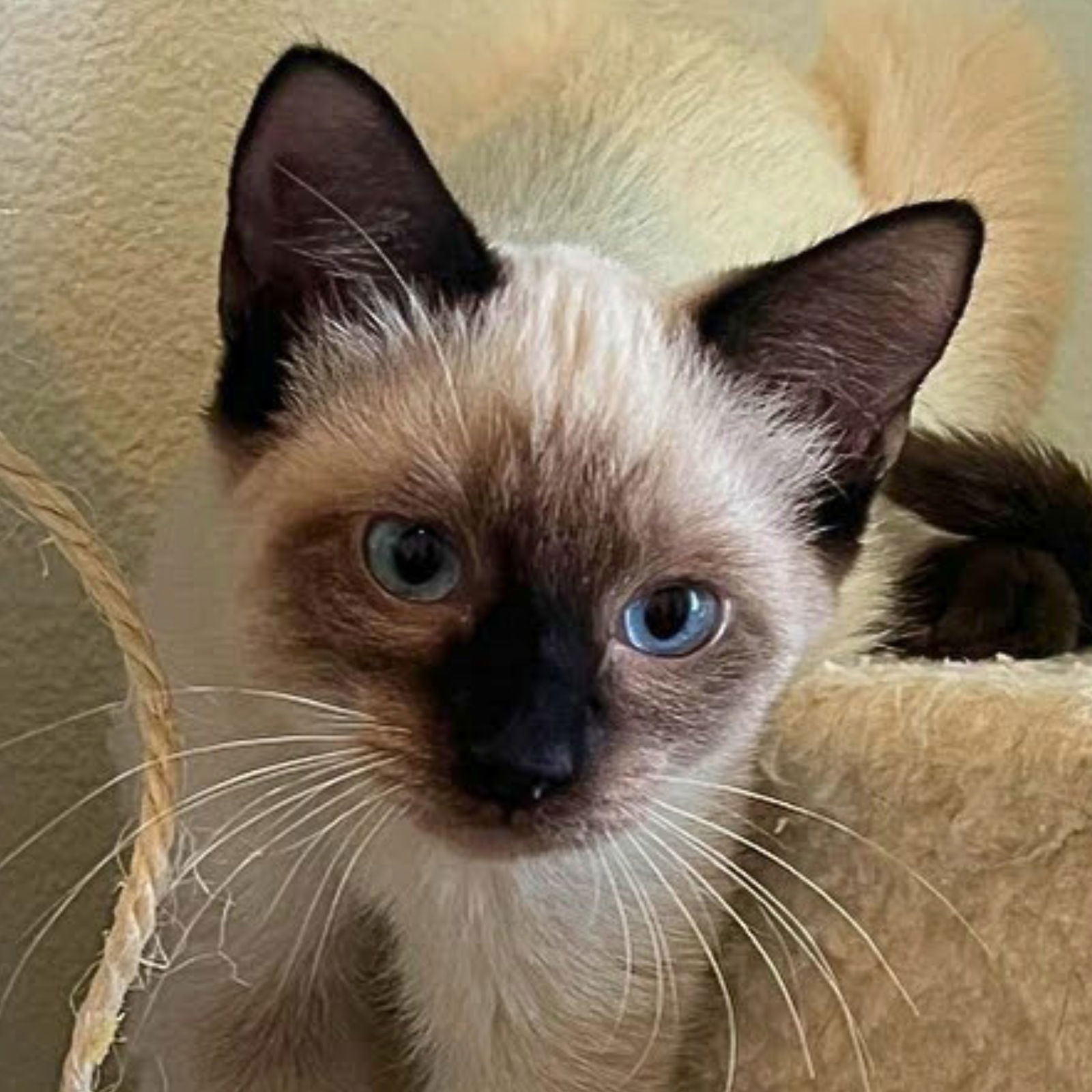 adoptable Cat in Laramie, WY named Merlot