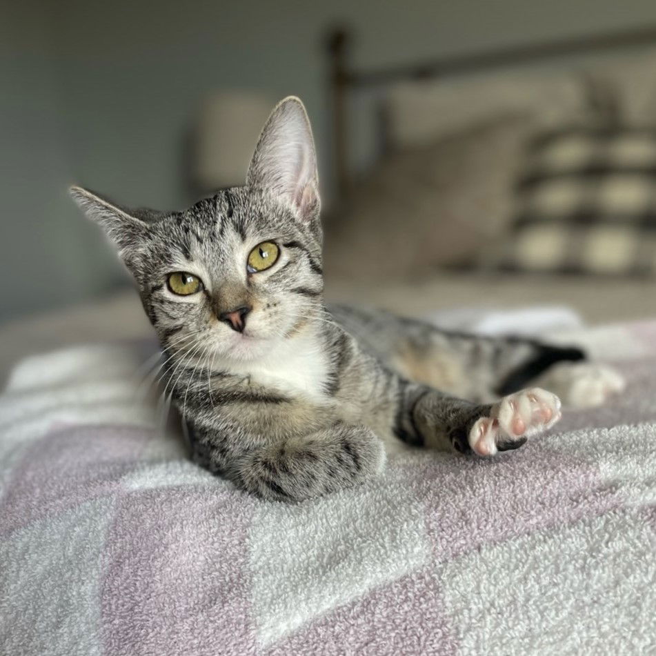 adoptable Cat in Laramie, WY named Rosé