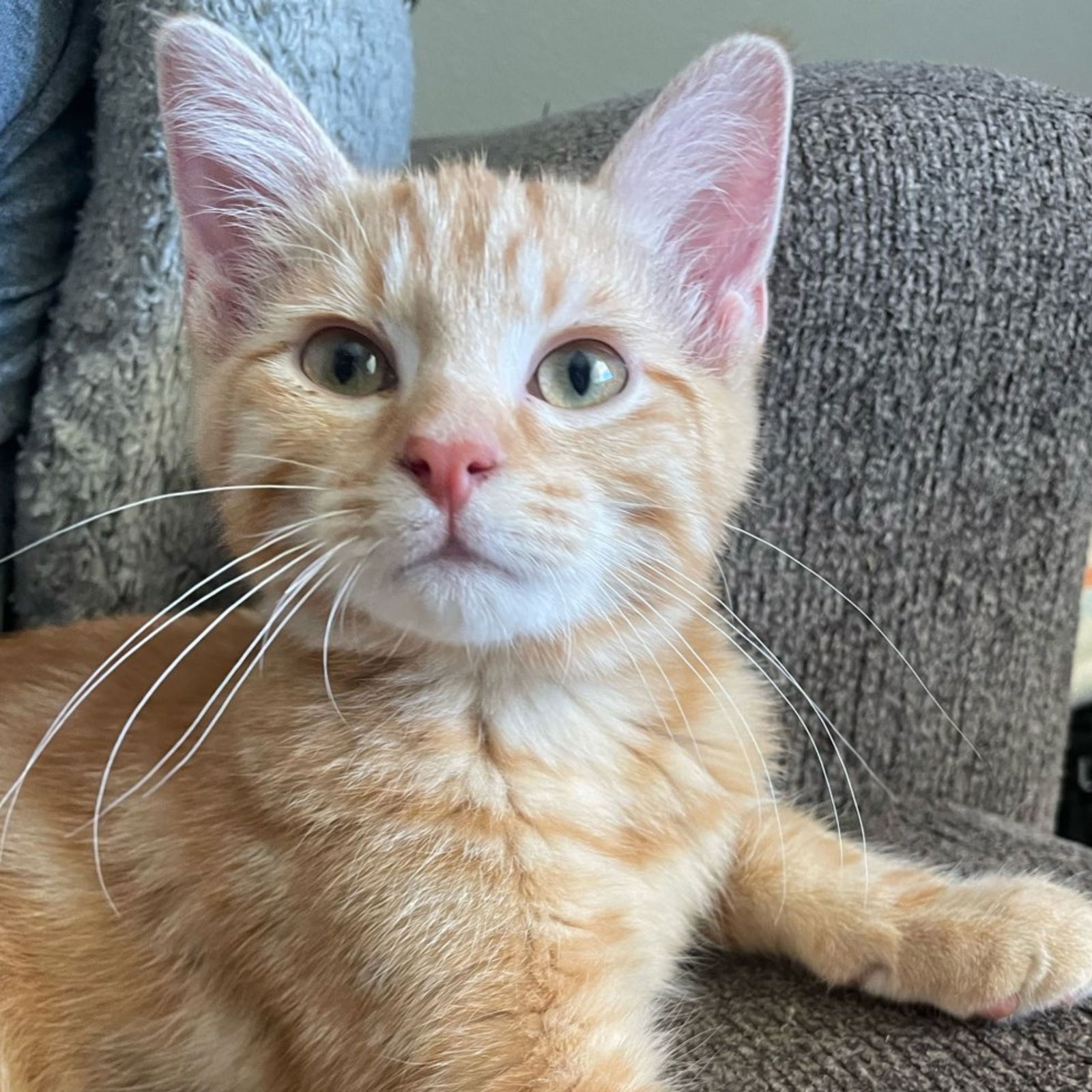 adoptable Cat in Laramie, WY named Zinfandel