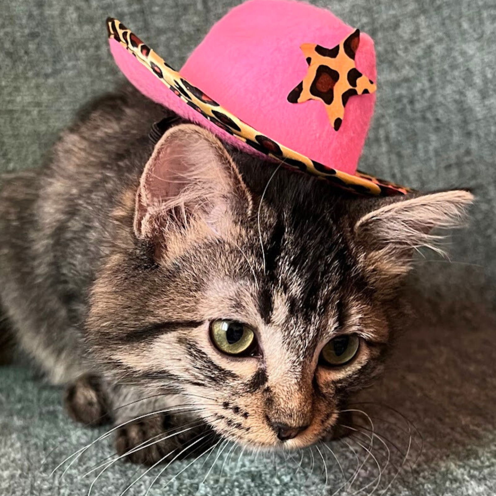 adoptable Cat in Laramie, WY named Chardonnay