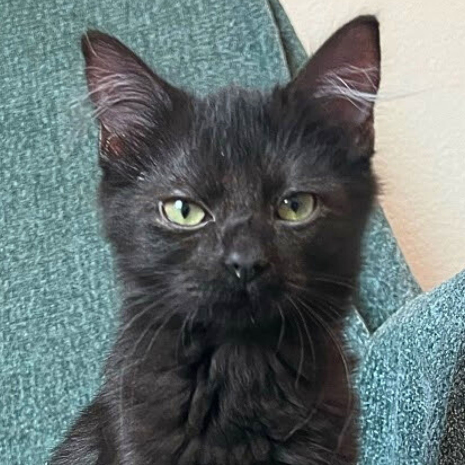 adoptable Cat in Laramie, WY named Cabernet