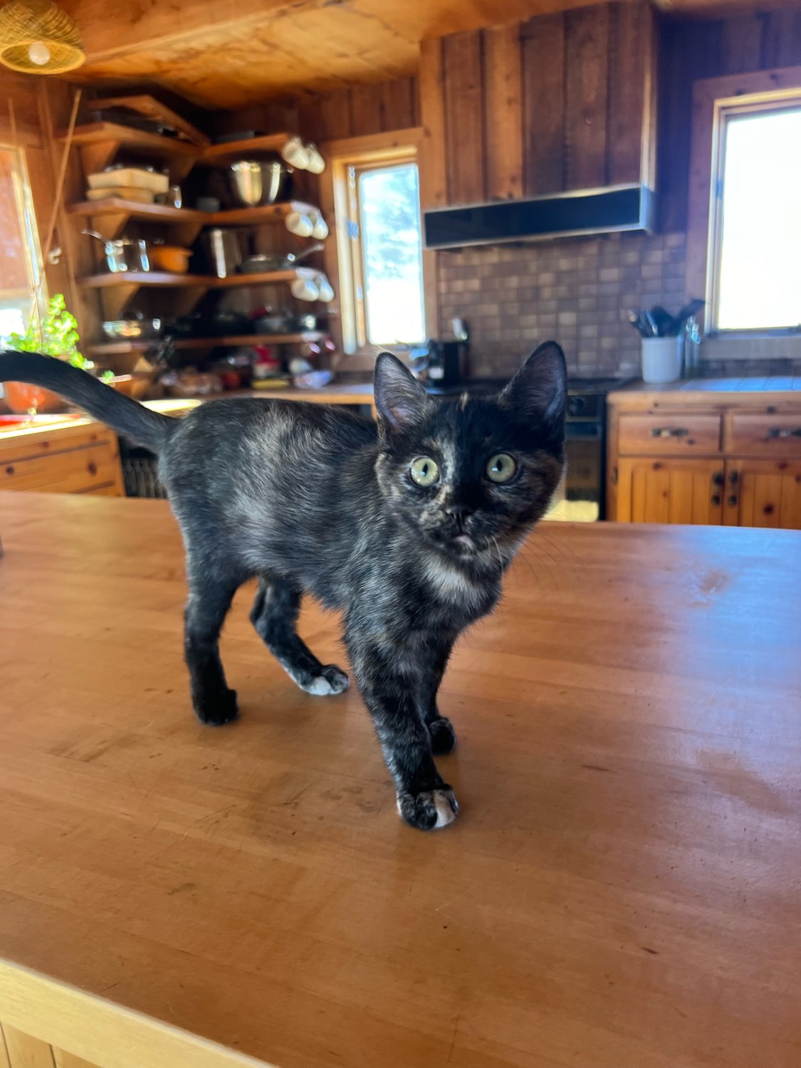 adoptable Cat in Laramie, WY named Java