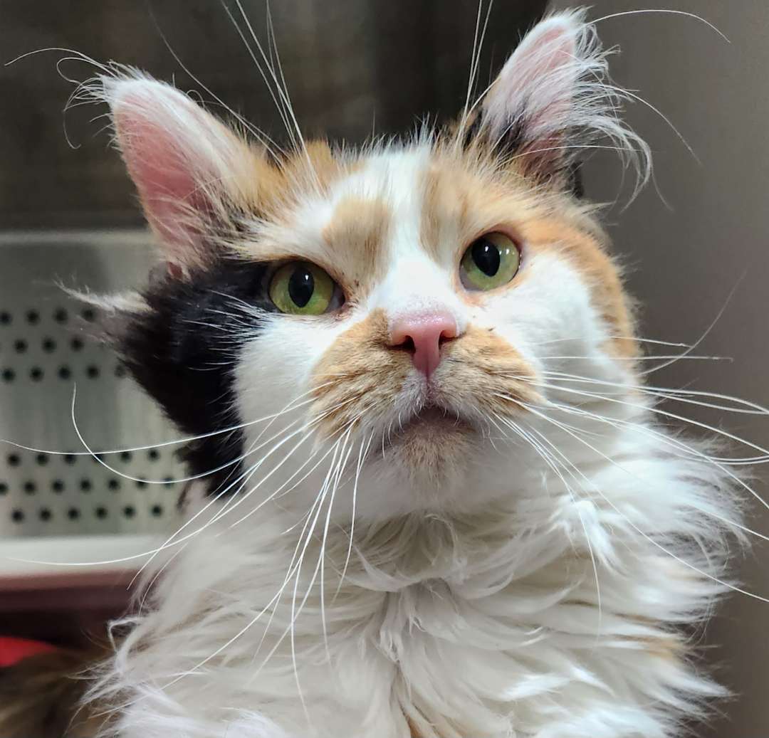 adoptable Cat in Laramie, WY named Iris