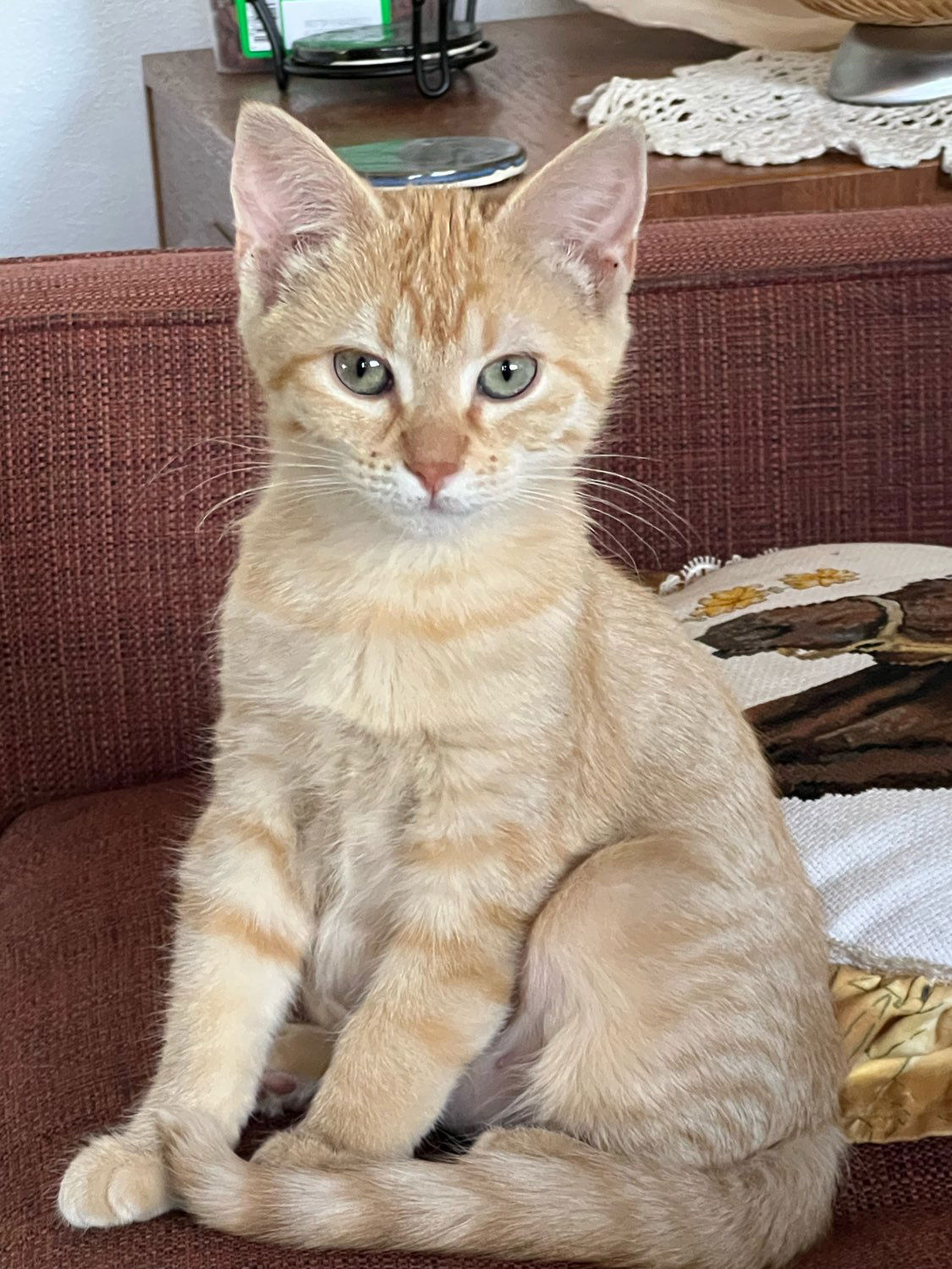 adoptable Cat in Laramie, WY named Gromit