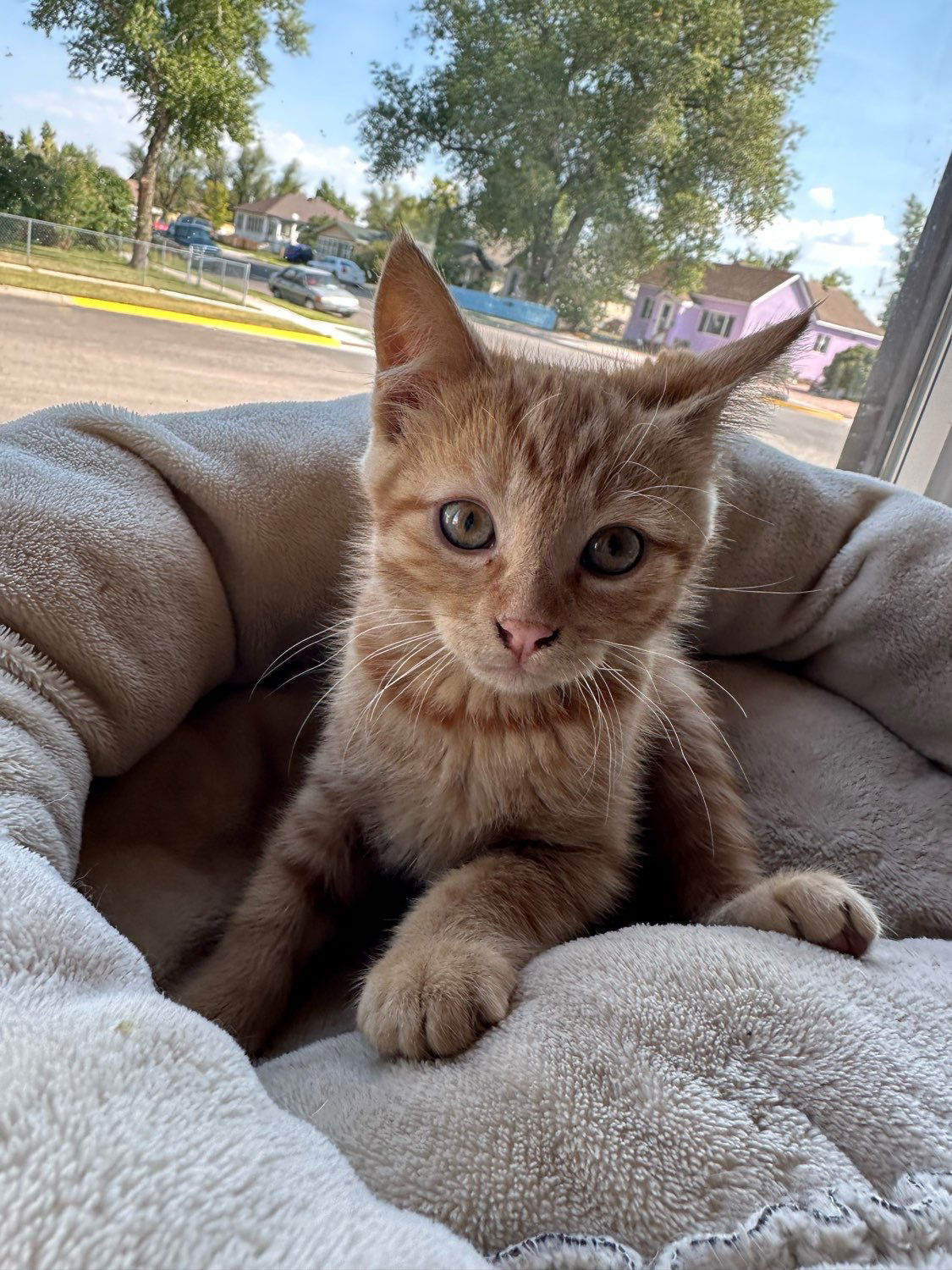 adoptable Cat in Laramie, WY named Zeppelin