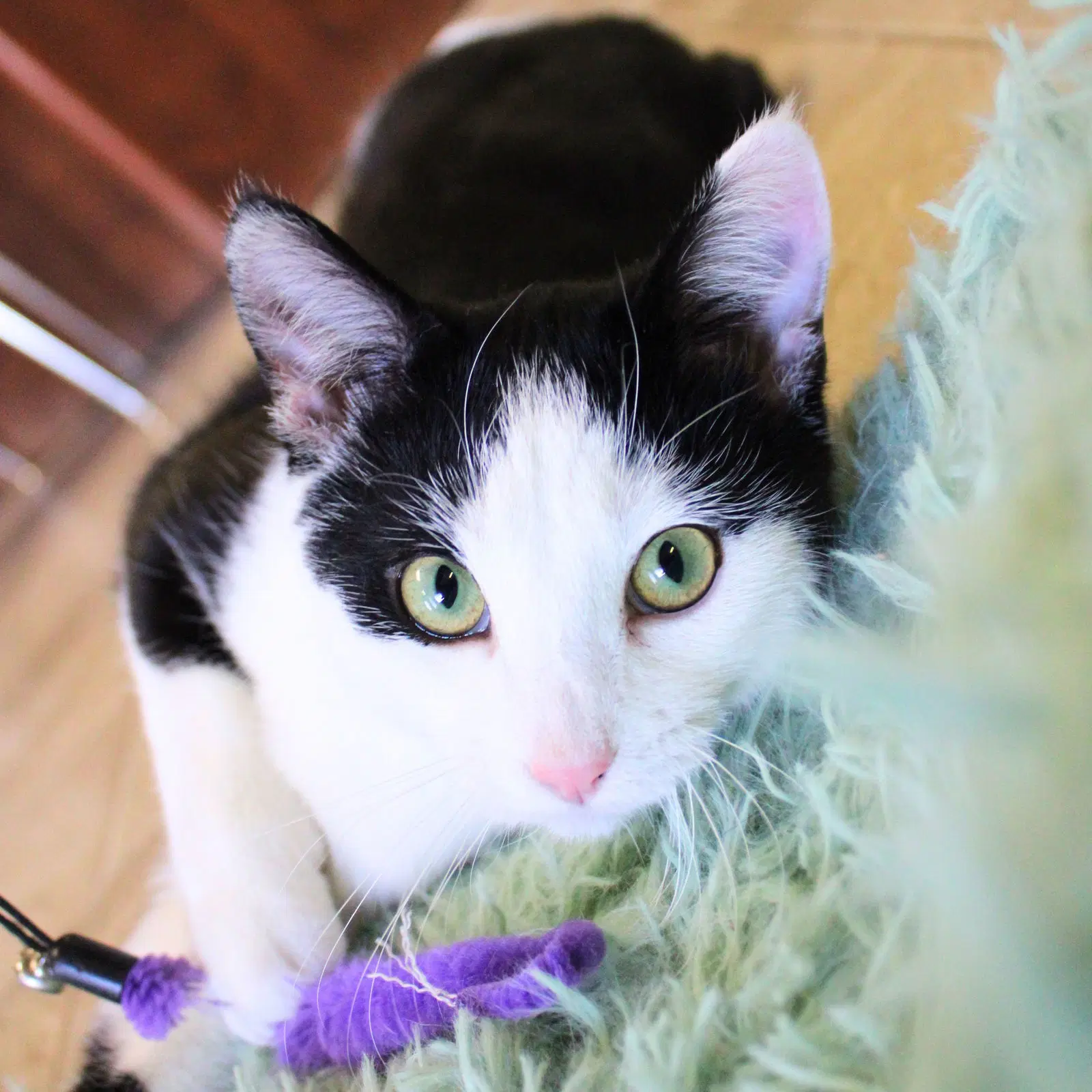Ron - Domestic Short Hair