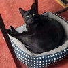 Benny 'The Jet' - Photo 2