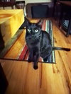 Benny 'The Jet' - Photo 5
