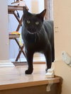 Benny 'The Jet' - Photo 4