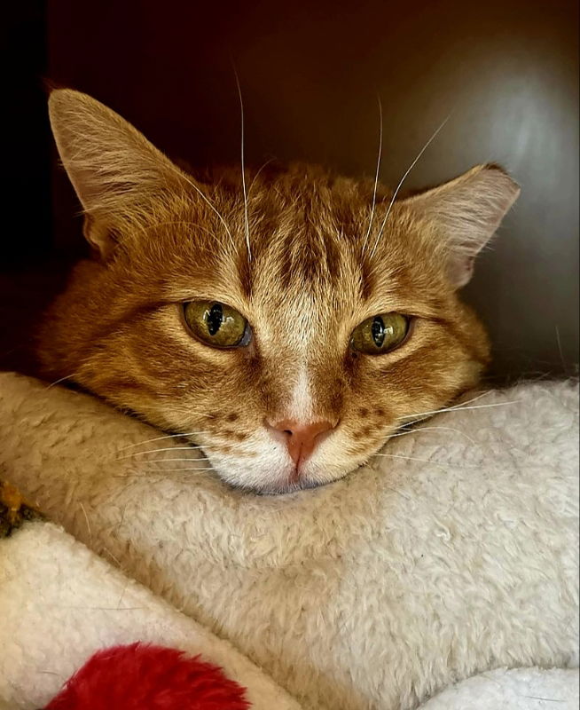 adoptable Cat in Laramie, WY named Nebraska