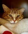 adoptable Cat in Laramie, WY named Nebraska