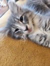 Niles
