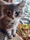 Daphne