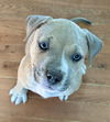 Bean (FTF- Albany County Only)