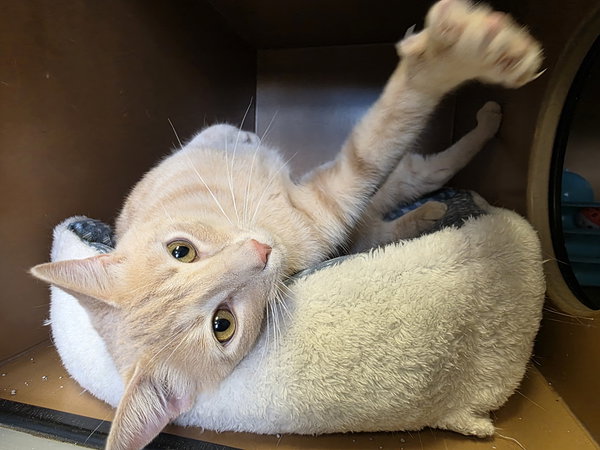 Churro - AC Kitty!