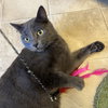 Champ - AC kitty!