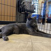 Champ - AC kitty!