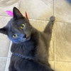 Champ - AC kitty!