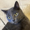 Champ - AC kitty!