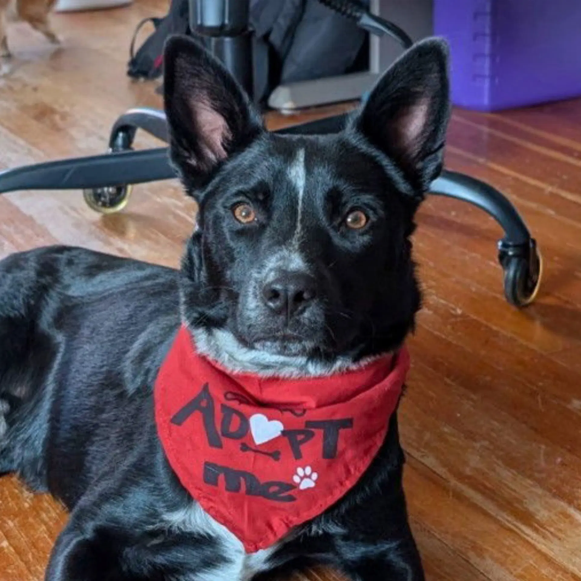 Lucky Day - Red Heeler