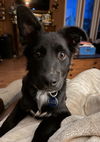 Huck