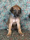Freddie Murcury (FTF- Albany County Only)