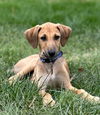 Freddie Murcury (FTF- Albany County Only)