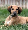 adoptable Dog in , WY named David Bowie (FTF- Albany County Only)
