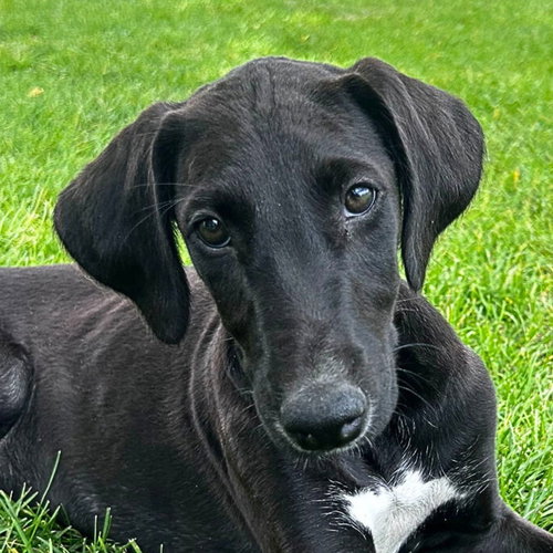 Zephyr