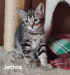Jethra