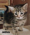 adoptable Cat in , WY named Jethra