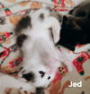 Jed