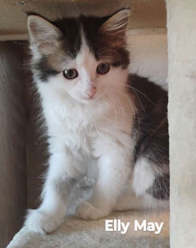 adoptable Cat in Laramie, WY named Elly May