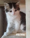 adoptable Cat in  named Elly May
