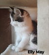Elly May