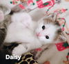 Daisy