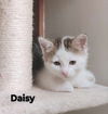 Daisy