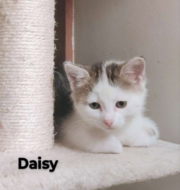 Daisy