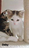 adoptable Cat in  named Daisy