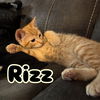 Rizz