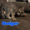 Dodger