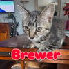 Brewer