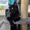 Yarrow - AC Kitty!