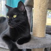 Yarrow - AC Kitty!