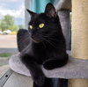 Yarrow - AC Kitty!